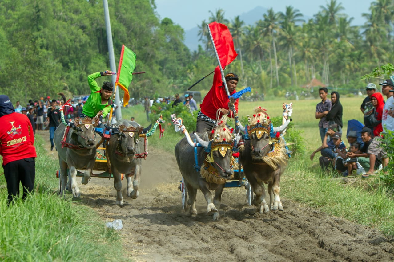 makepung-hijau-merah.jpeg
