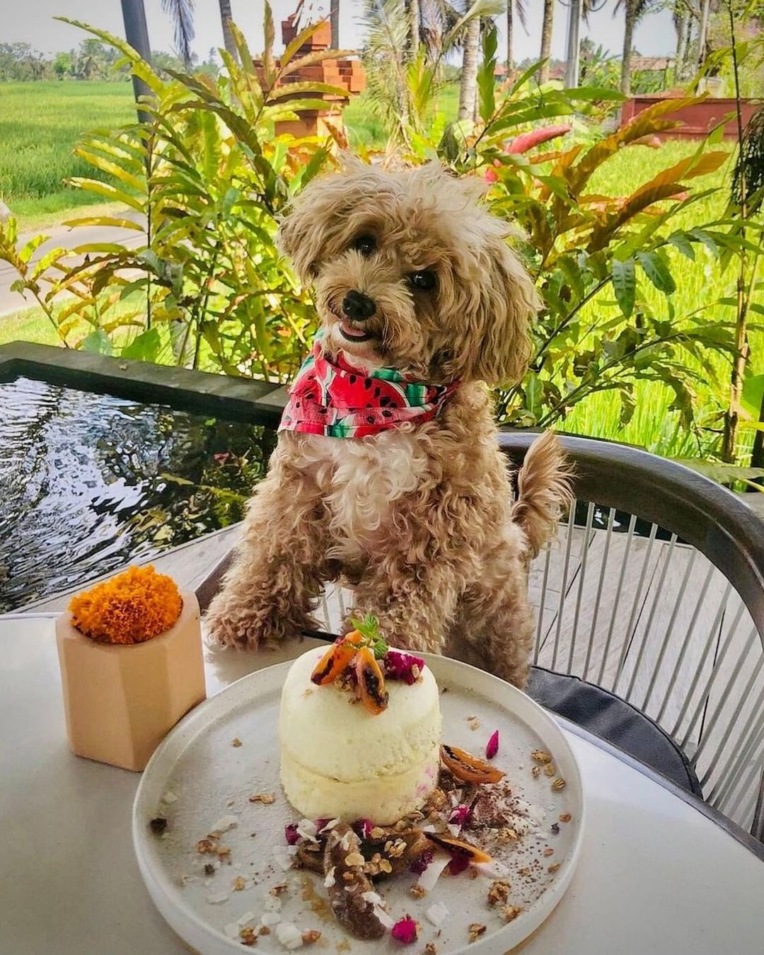 Mango Cafe, Tampaksiring Ubud 07002200 咖啡店/西式 OK NeverneverLand